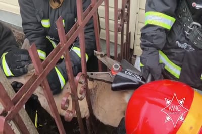 Косуля застряла в заборе в Островце — спасатели пришли на помощь