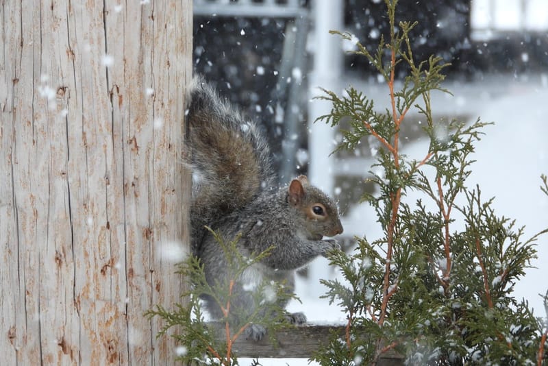 Какую погоду принесет сибирский антициклон? Прогноз по Гродненщине на 17-19 января 