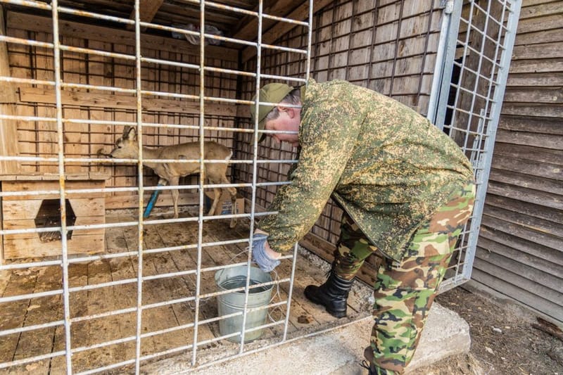 Раненая косуля со сломанной ногой сама пришла к людям за помощью