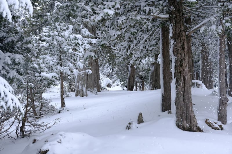 Какой была зима 2025/2026 в Гродненской области: климатическая характеристика 