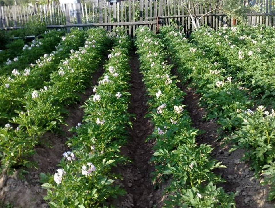 картофель