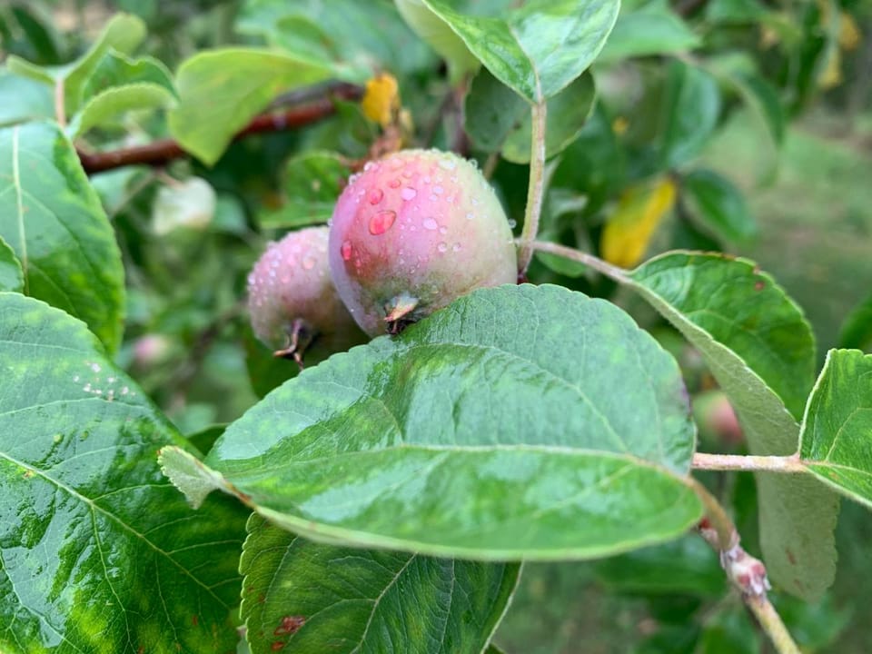 photo 2026 07 03 13 34 17