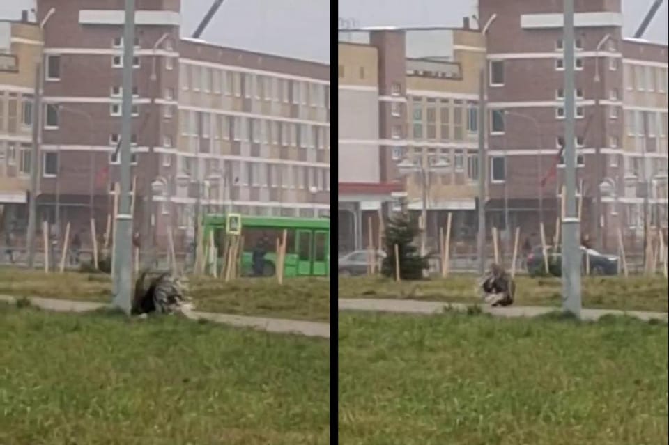 Дикобраз вышел на прогулку: в Барановичах в городском парке заметили колючего гостя
