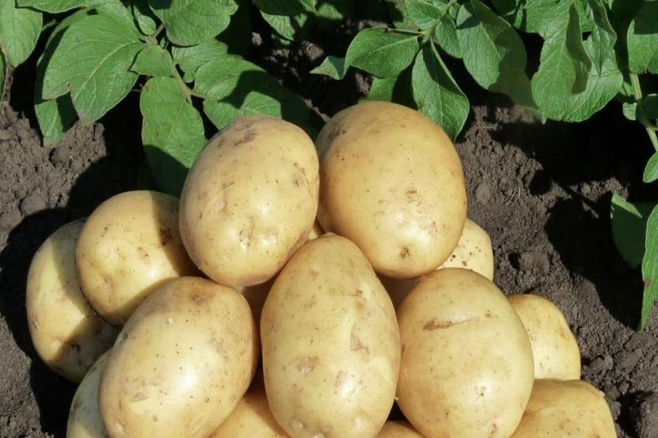 Ученый объяснил, какой картофель считается более полезным