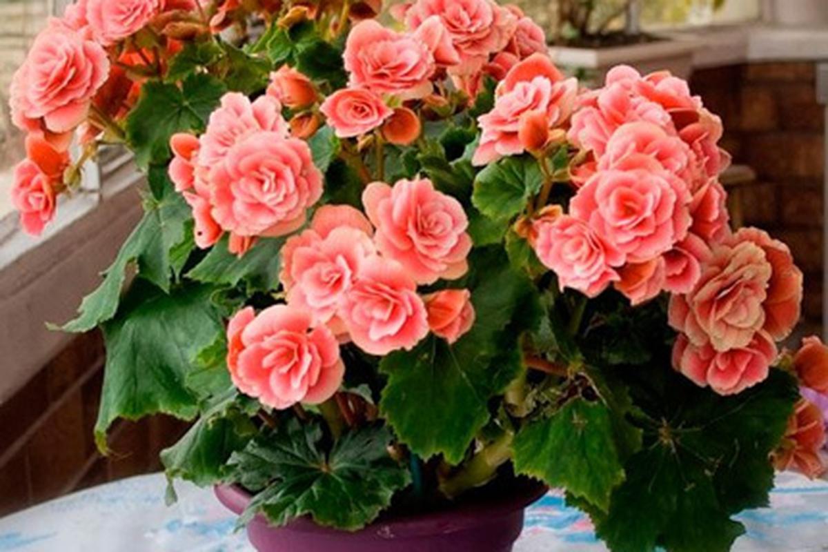 Добавьте всего три продукта — бегония оживает даже зимой