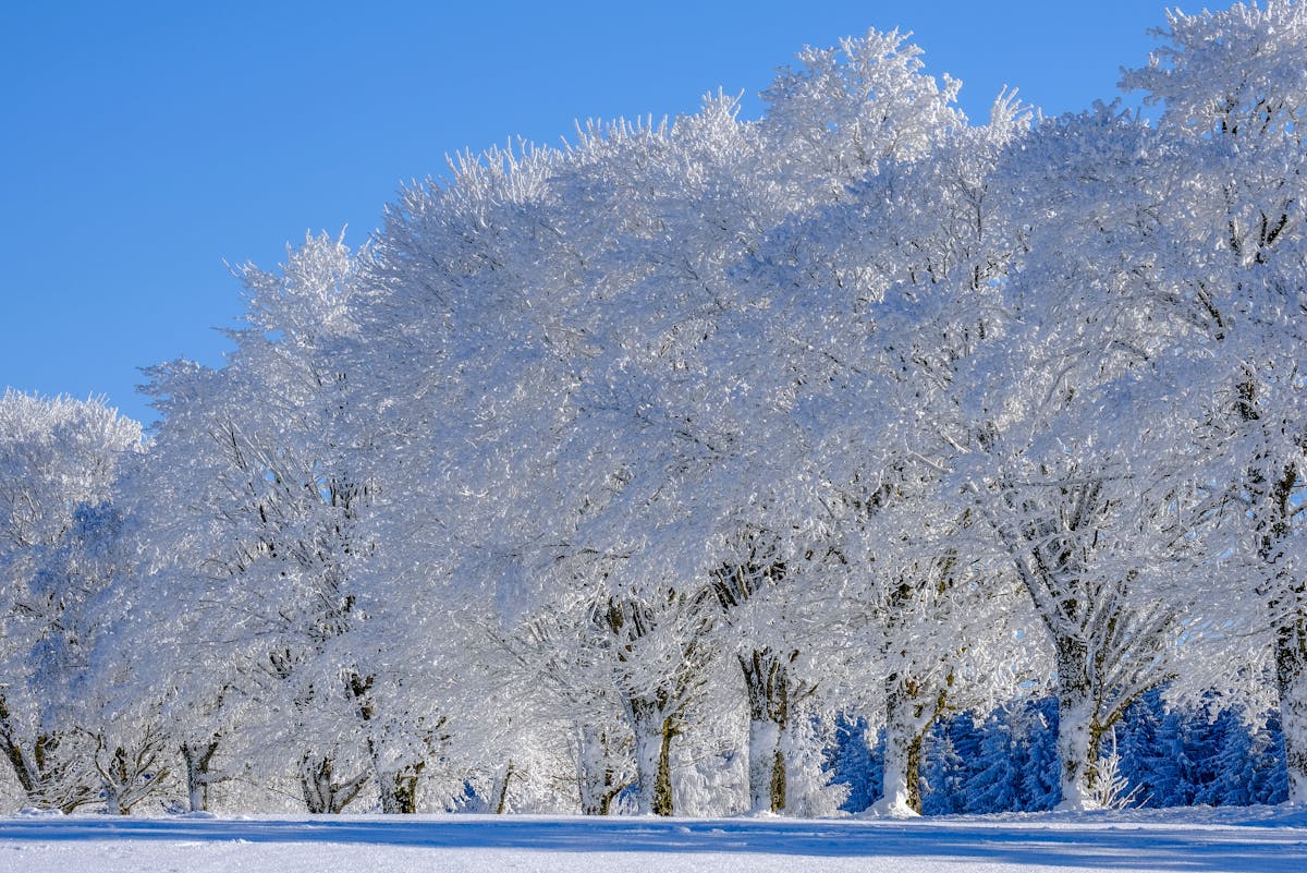 Эта важная примета 4 января предсказывает, будет лето сухим или дождливым