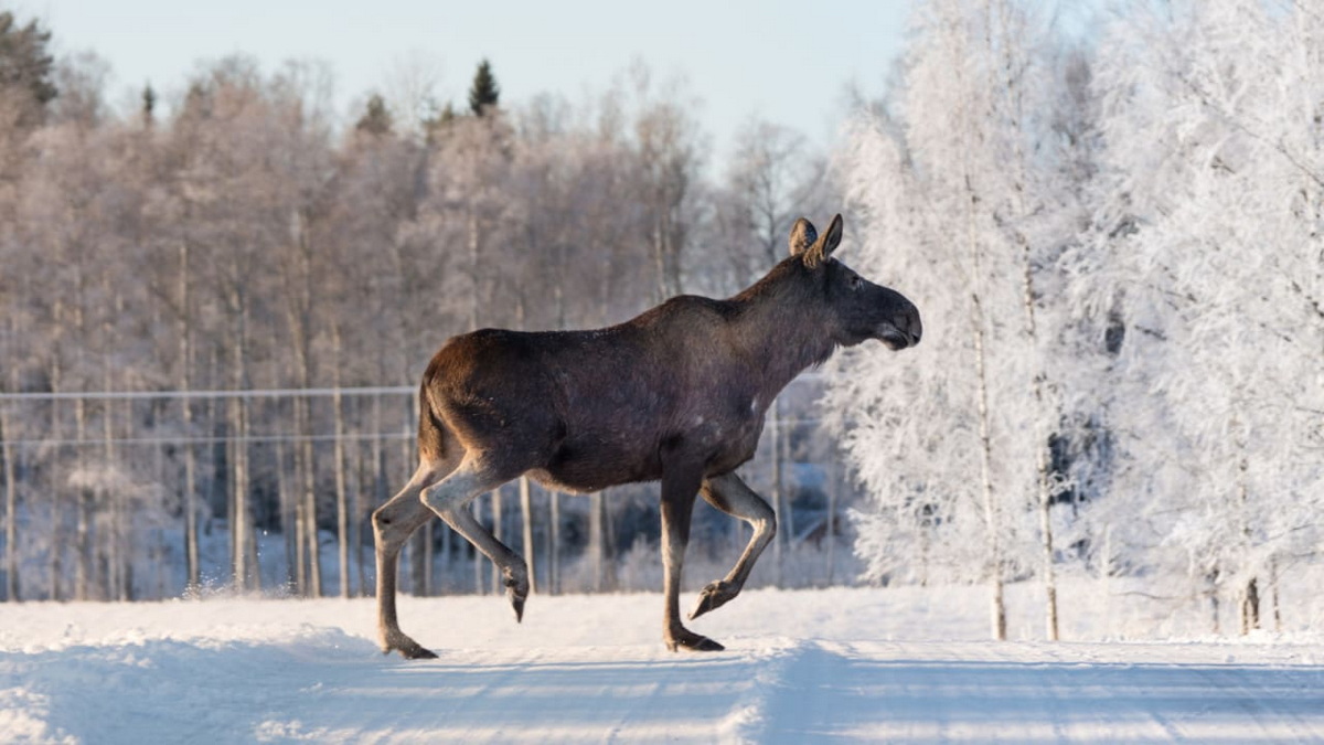 С 1 января в Беларуси запретили охоту на копытных животных