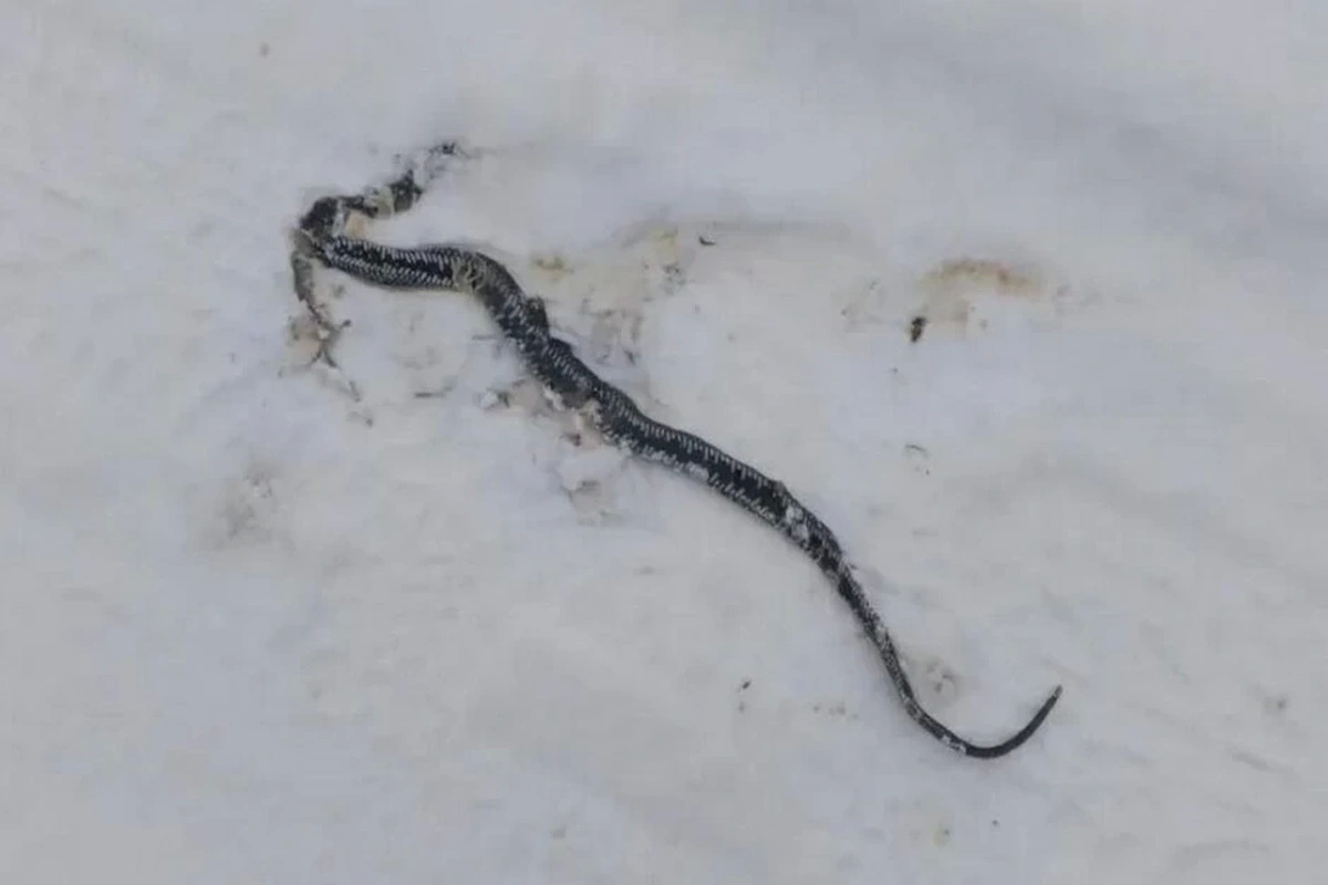 В Сморгонском районе жители увидели змею посреди зимы