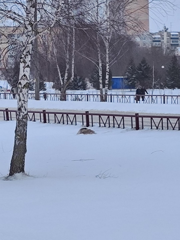 Фотофакт. В Слониме лебедю требуется помощь