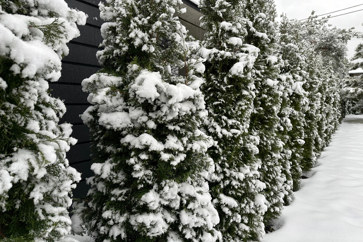 Зимний уход за хвойными деревьями: как не сломать ветки под тяжёлым снегом