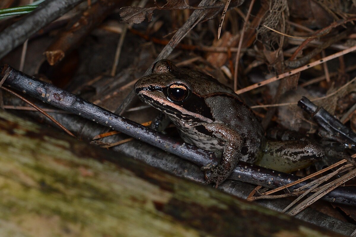 В теле этой лягушки 70 процентов воды превращается в лёд — и она выживает