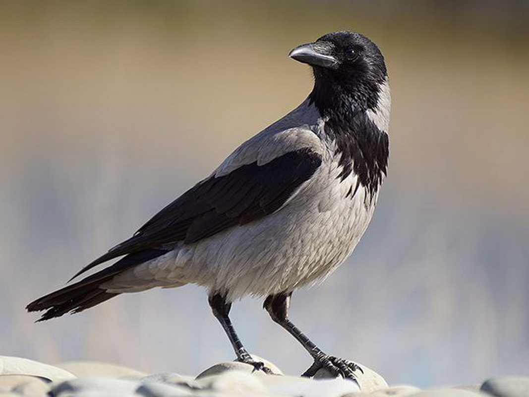 Вороны запоминают лица людей и передают эту информацию другим воронам