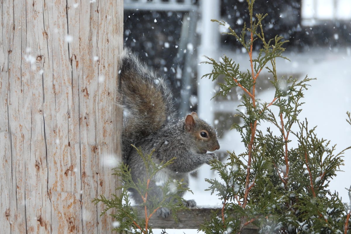 Какую погоду принесет сибирский антициклон? Прогноз по Гродненщине на 17-19 января 