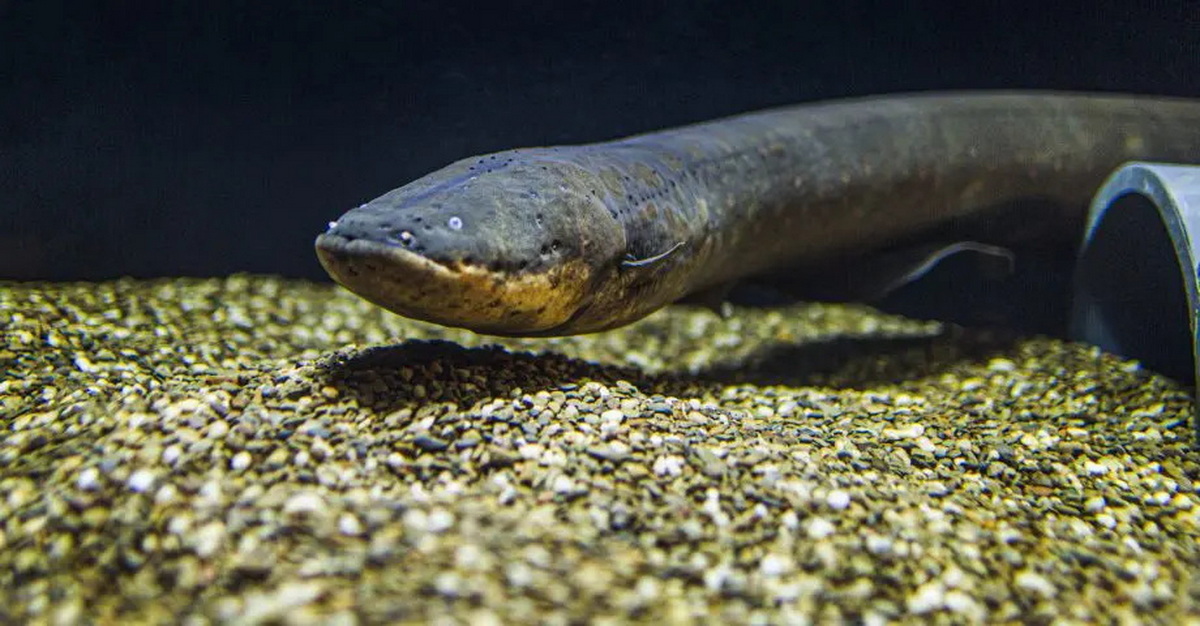 electric eel