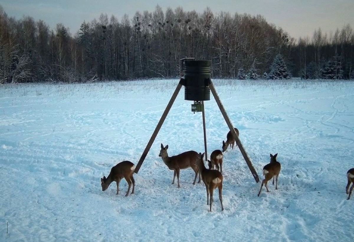 Лесники Слонимщины помогают животным пережить зиму – фото