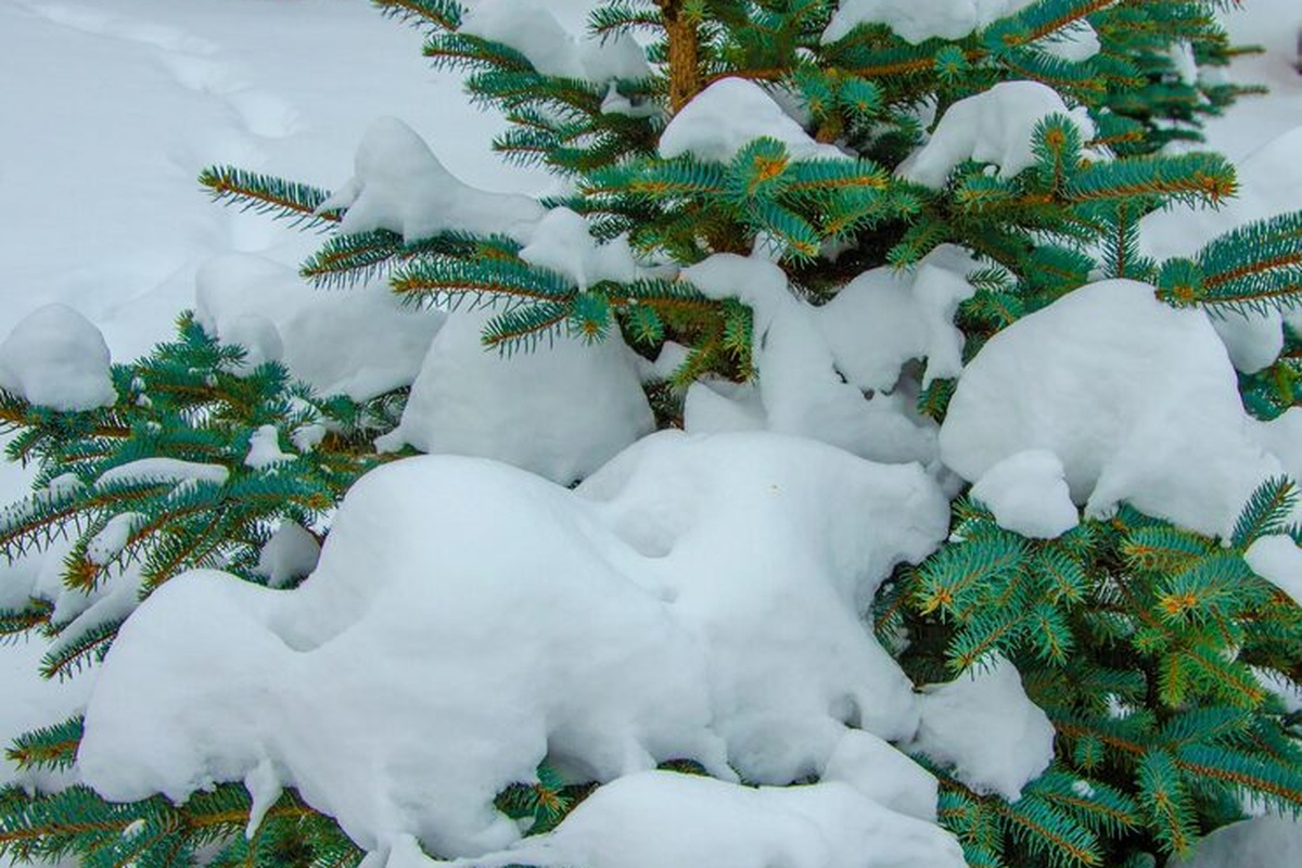 Снег, ветер и морозы 18 января расскажут о будущем лете