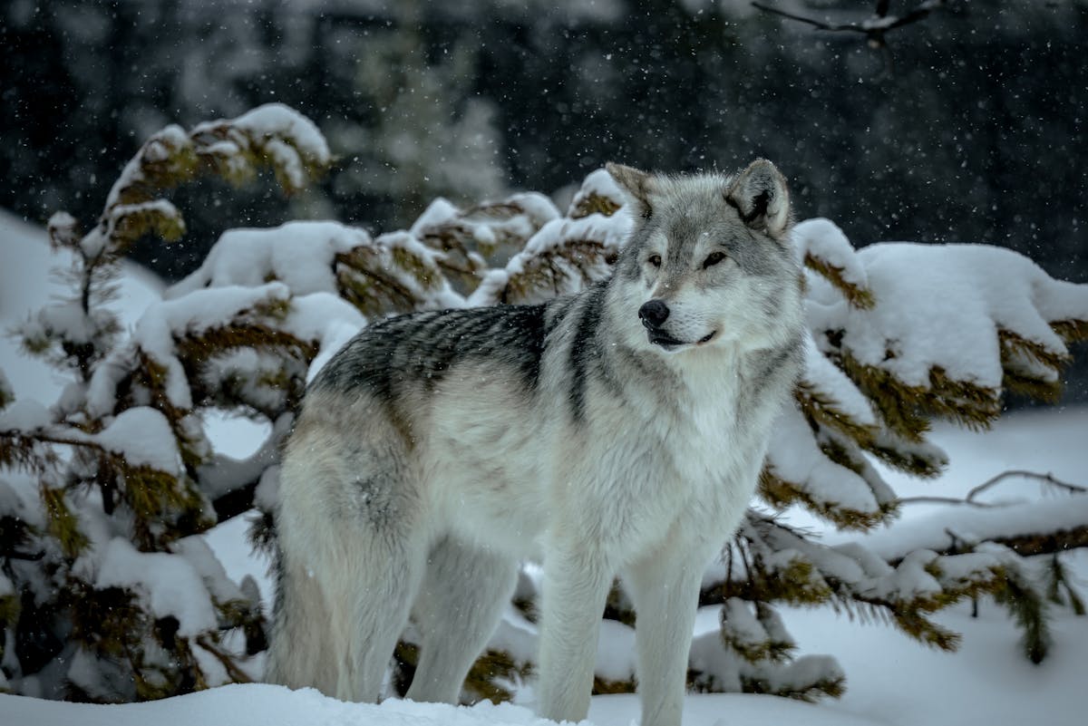 В одном из микрорайонов Гродно заметили волка-одиночку. Что случилось?