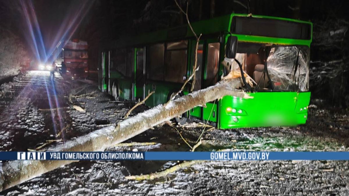 В Гомельском районе дерево упало на рейсовый автобус, который ехал по дороге