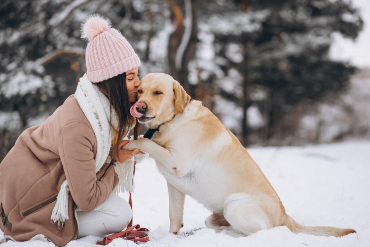Зимние морозы — не шутка: при какой температуре опасно гулять с собакой
