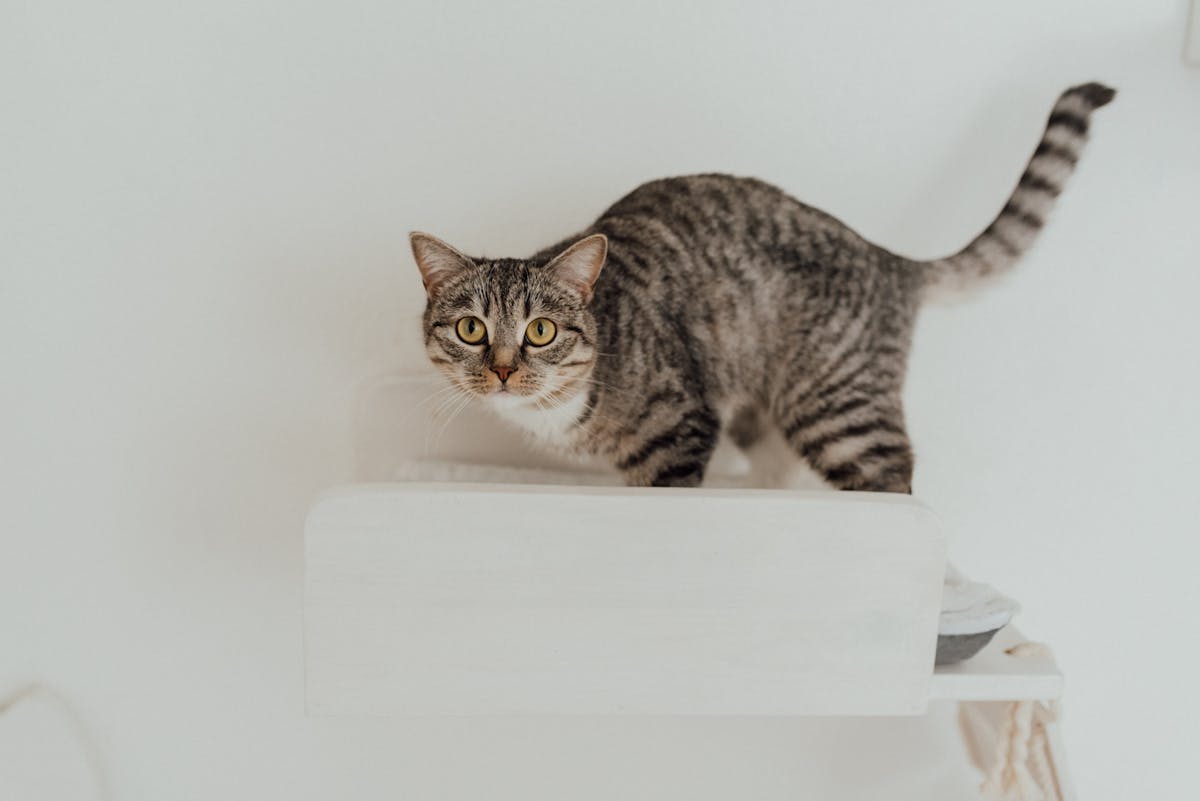 Как понять кошку: что говорит ваш питомец языком хвоста?