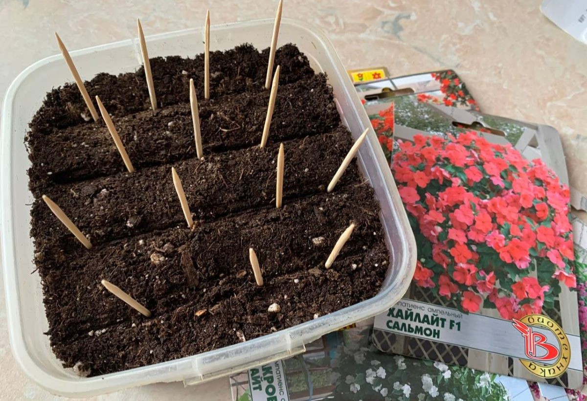 Открыла для себя необычный способ посева петуний – с зубочистками