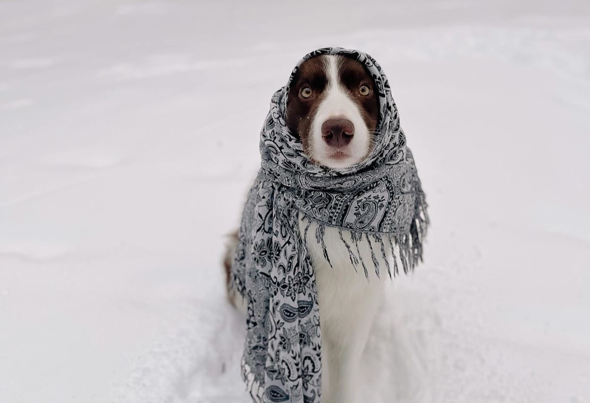 Морозы не думают сдаваться: о погоде на Гродненщине 2-4 февраля