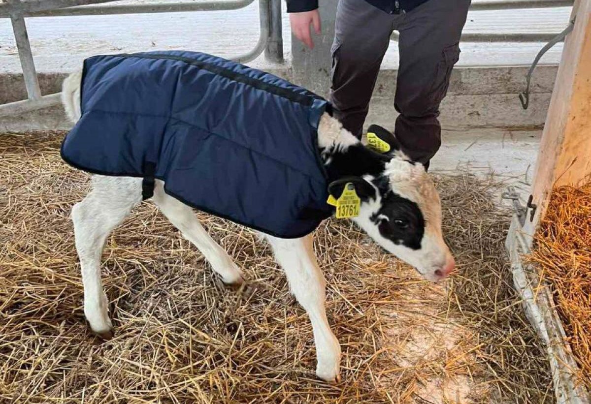Тёплые курточки для особенных детишек: как заботятся о телятах зимой