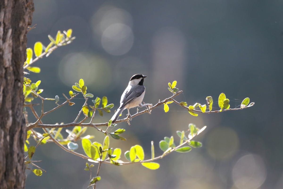 Названа дата наступления весны в 2026 году — световой день станет равен ночи