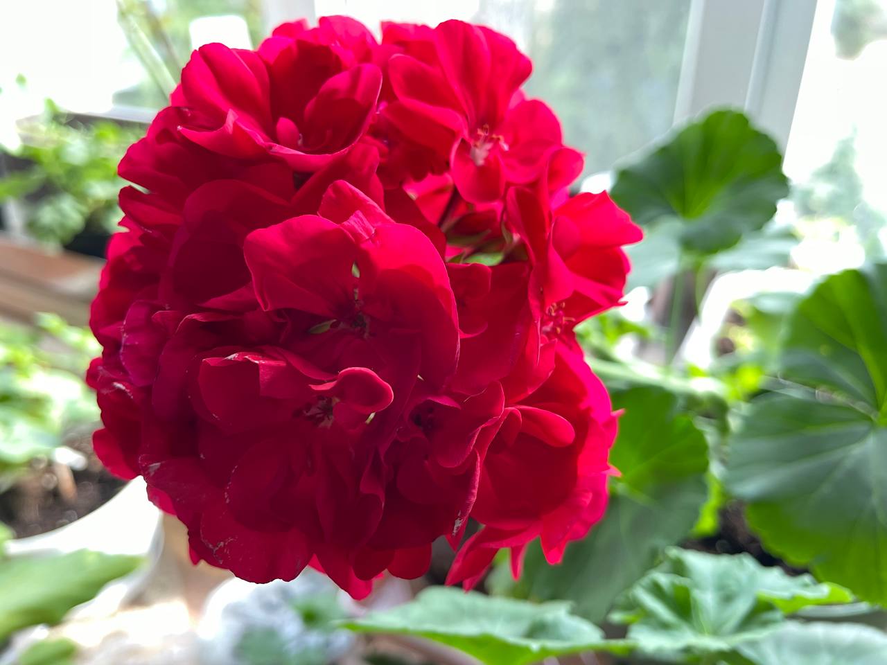 Многие делают эту ошибку с пеларгониями в феврале – потом плохо растут и не цветут 