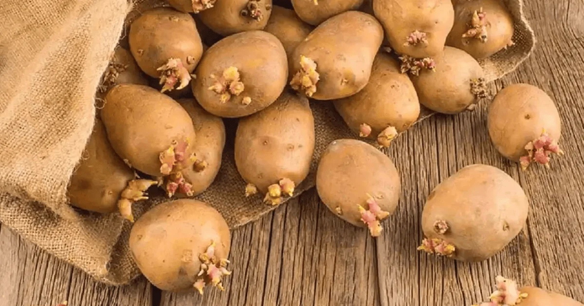 Картофель портится? Положите рядом этот фрукт, и он перестанет прорастать месяцами