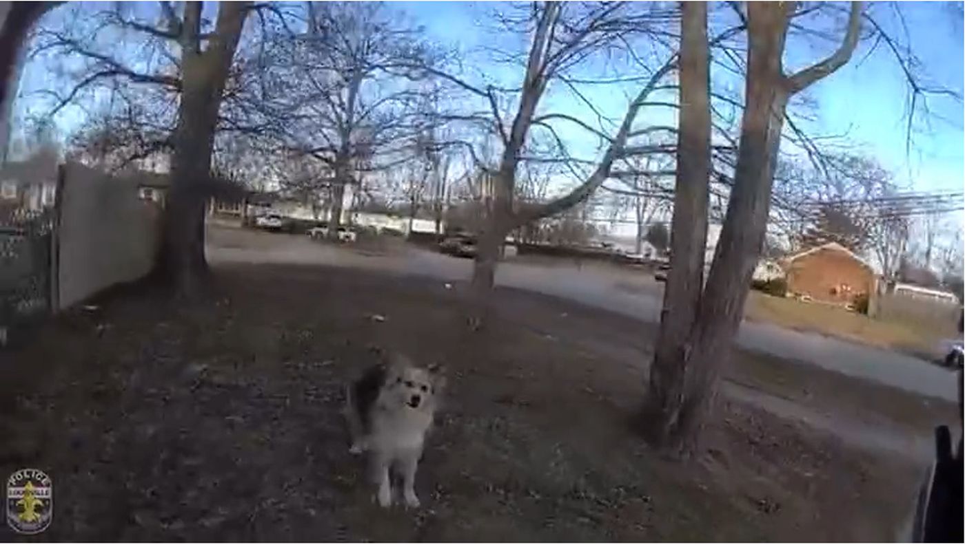 «Лесси нашла его!»: бездомный пёс привёл полицейских к пропавшему малышу