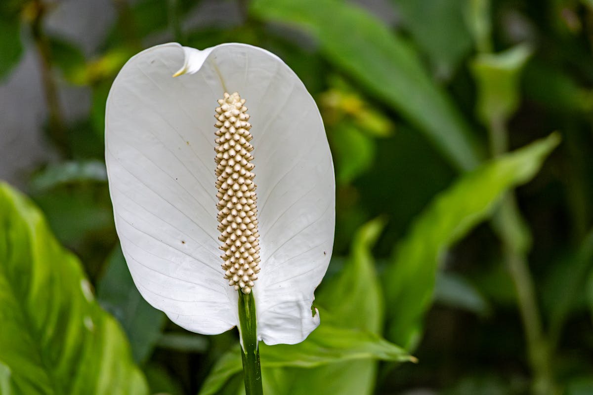 Мало кто знает, как правильно удалить отцветший цветонос у спатифиллума