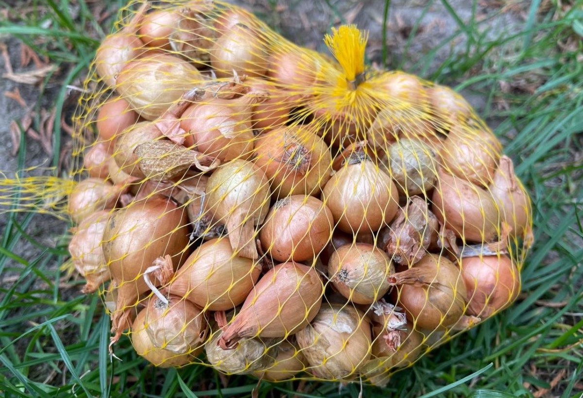 Лук не пойдет в стрелку: бабушка с рынка подсказала, что сделать с севком перед посадкой  