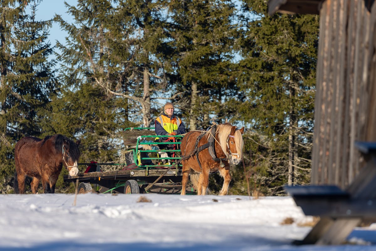 Мороз крепчает: –26 °С в ночные часы
