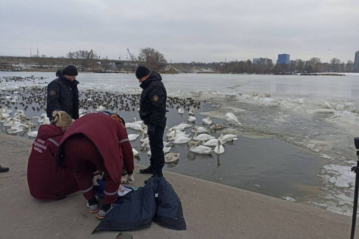 В Бресте женщина кормила уток, поскользнулась у причала и погибла