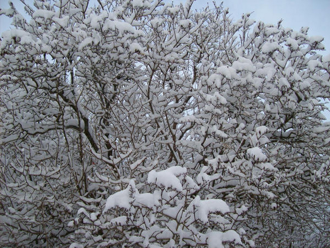 Агроном рассказал, зачем удобрять деревья и кустарники зимой по снегу