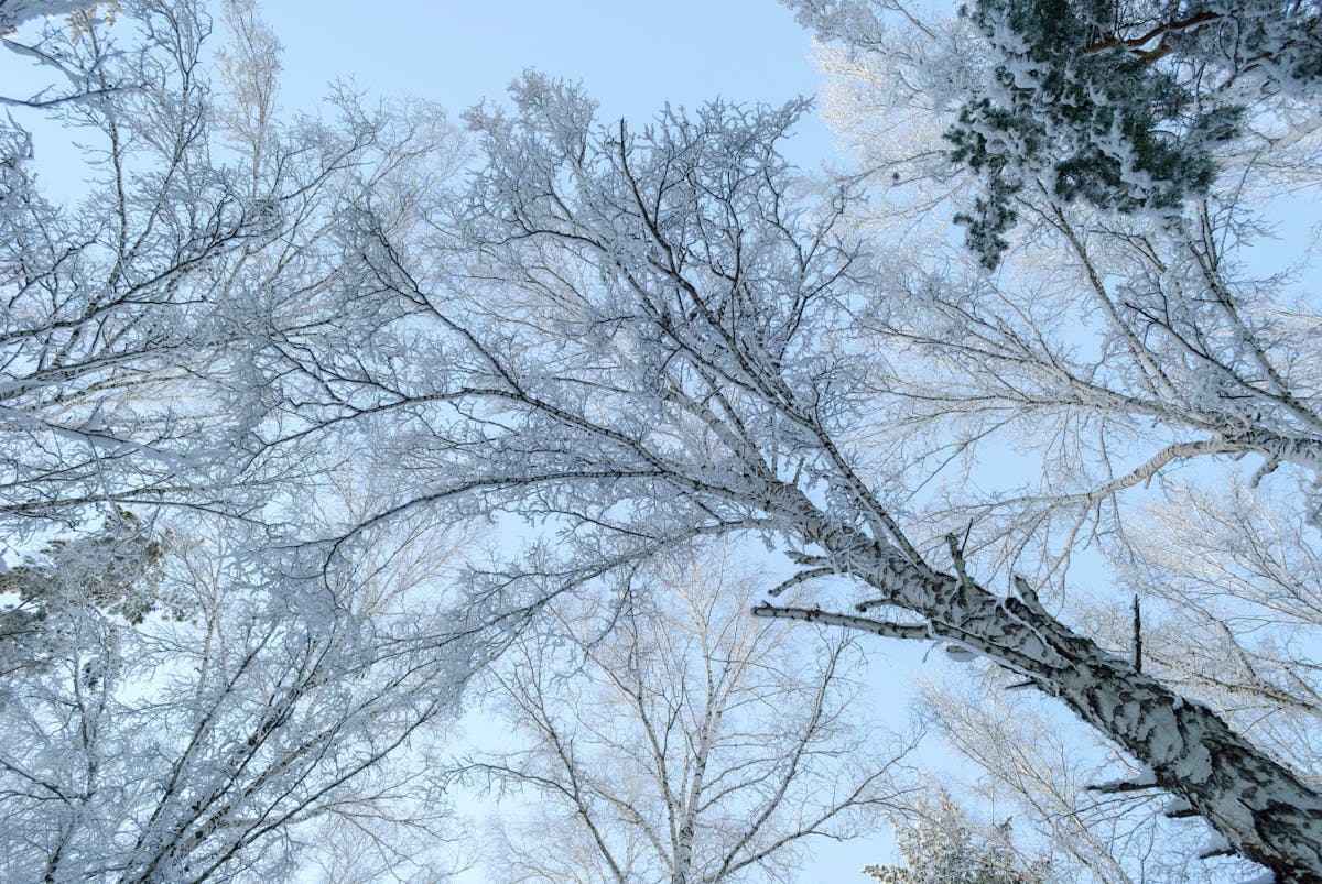 Морозная погода в Гродно и области: подробный прогноз на 19–21 февраля