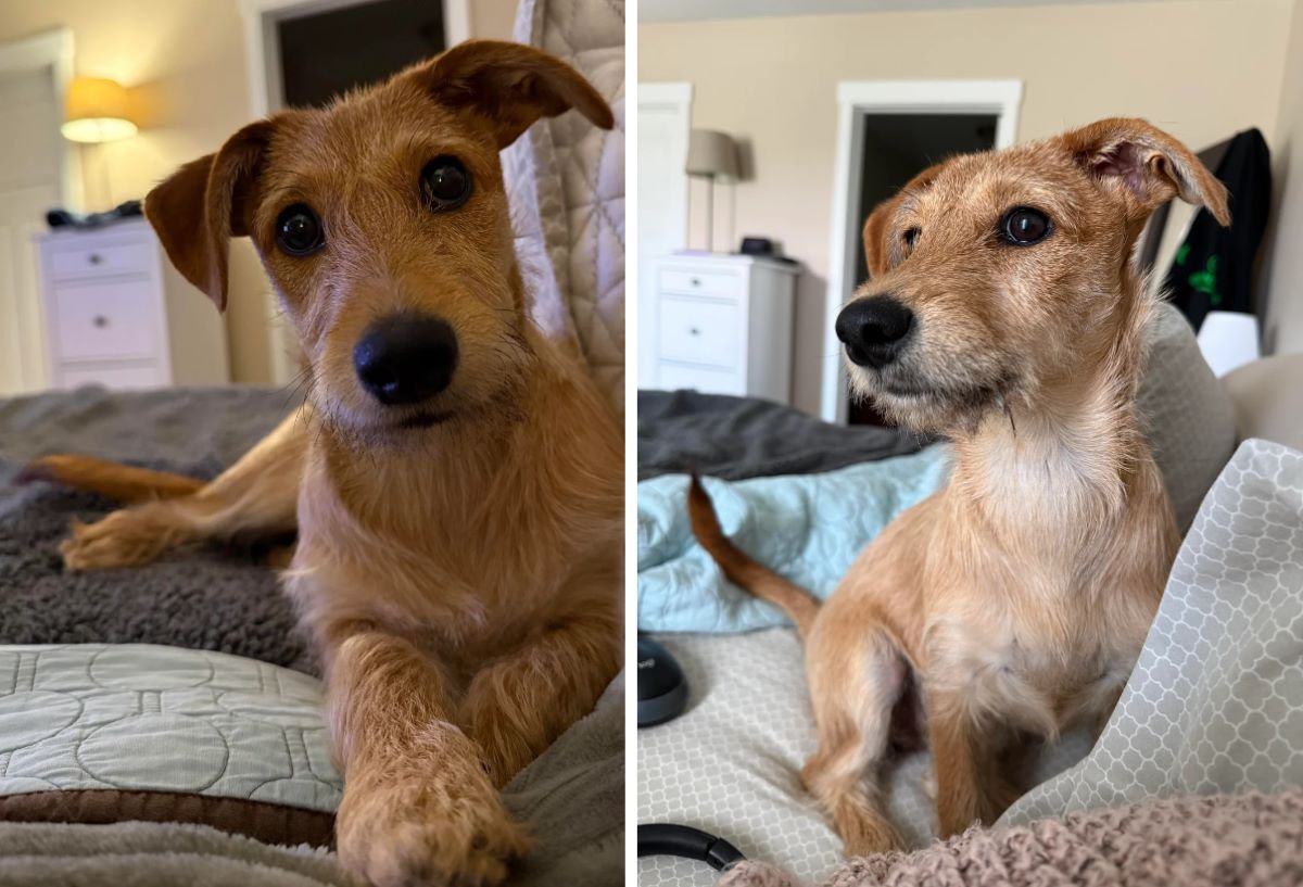 Думала, что взяла терьера, а ДНК-тест показал: собака на 55% — доберман