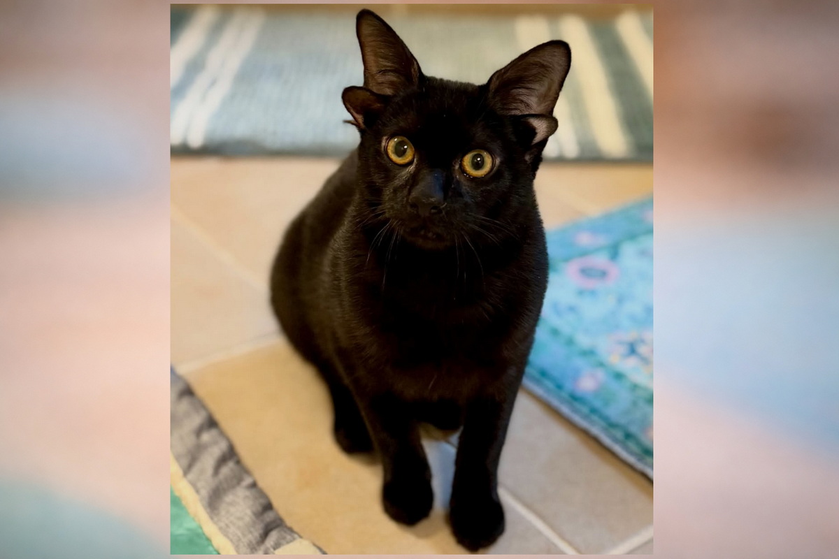 Котенок с четырьмя ушами стал звездой интернета