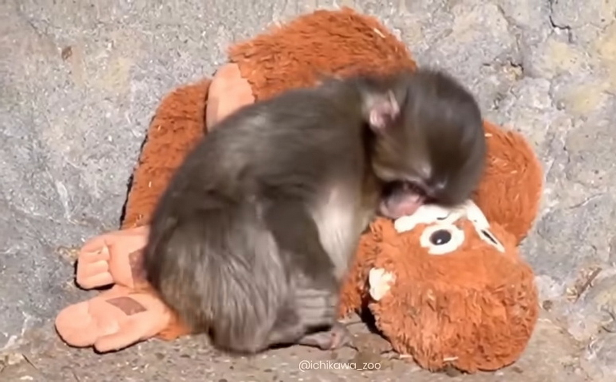 История маленькой обезьянки Панч растрогала пользователей по всему миру