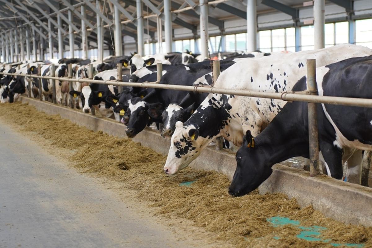 КГК выявил нарушения в содержании КРС в хозяйствах Гродненской области