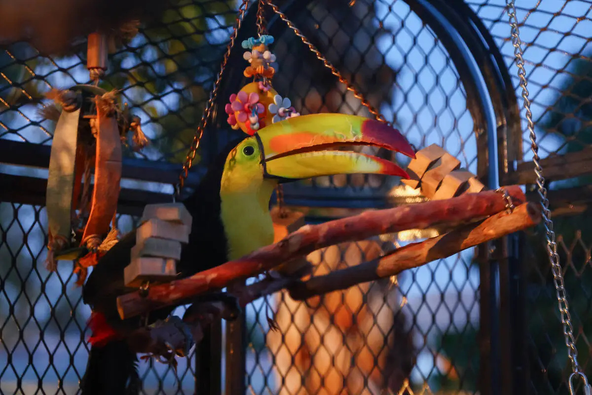 Три месяца его искали по всему городу, а он сам залетел в чужой гараж и дал себя поймать