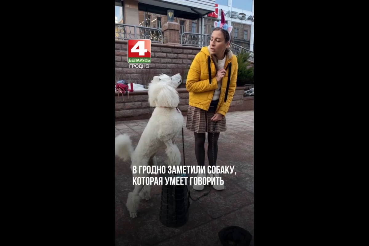В Гродно заметили говорящую собаку