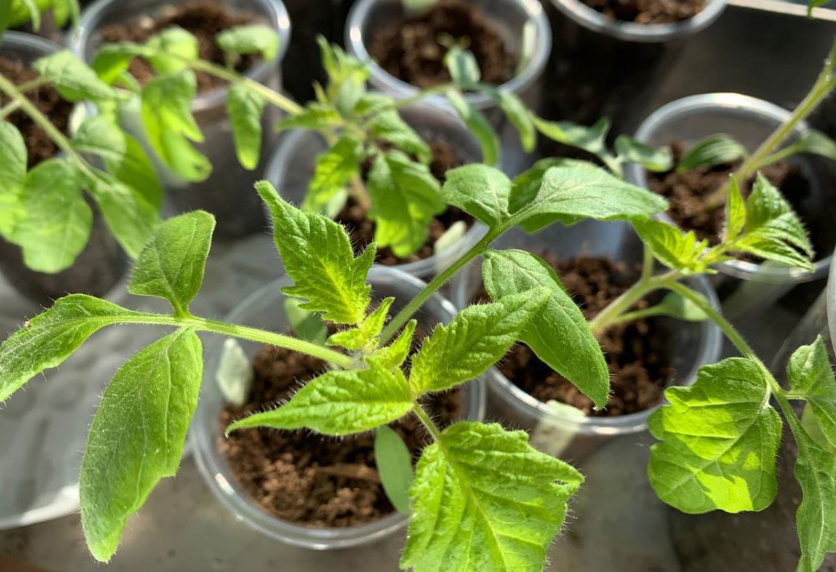 Недопустимые и наилучшие дни для посевов в марте 2026 года по лунному календарю: скоро главный запретный день