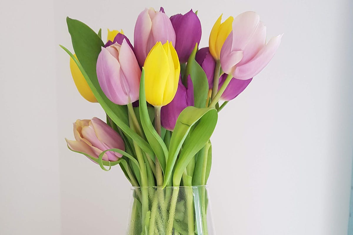 Как продлить жизнь тюльпанам: простые советы флористов