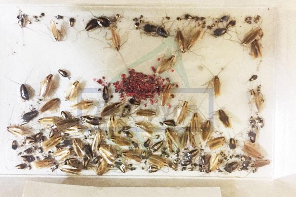 Соседка подсказала простой и действенный способ: тараканы сами идут на эту приманку