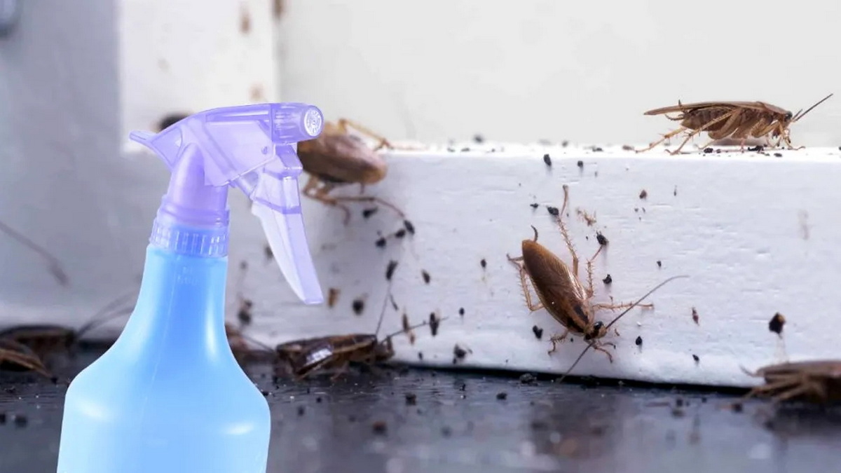 Соседка подсказала простой и действенный способ: тараканы сами идут на эту приманку