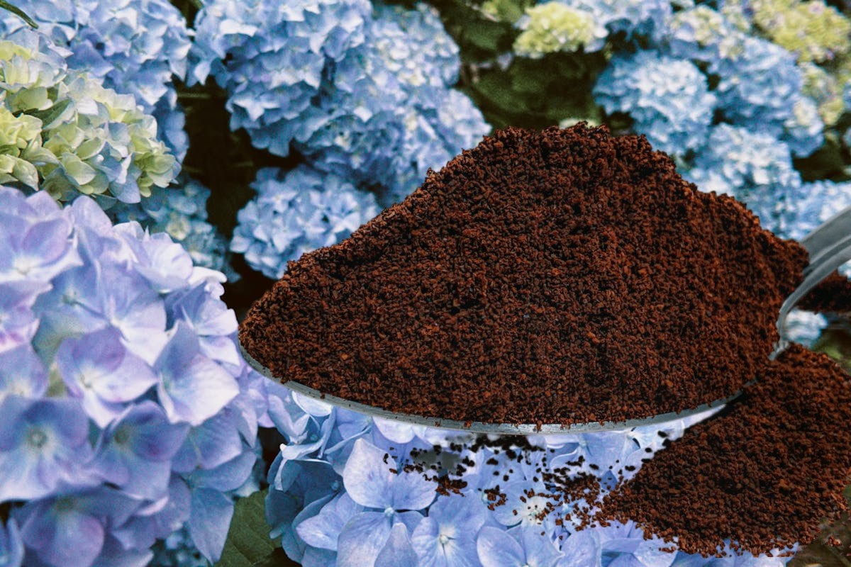 Эти 4 растения обожают кофейную гущу: как использовать остатки кофе для пышного цветения