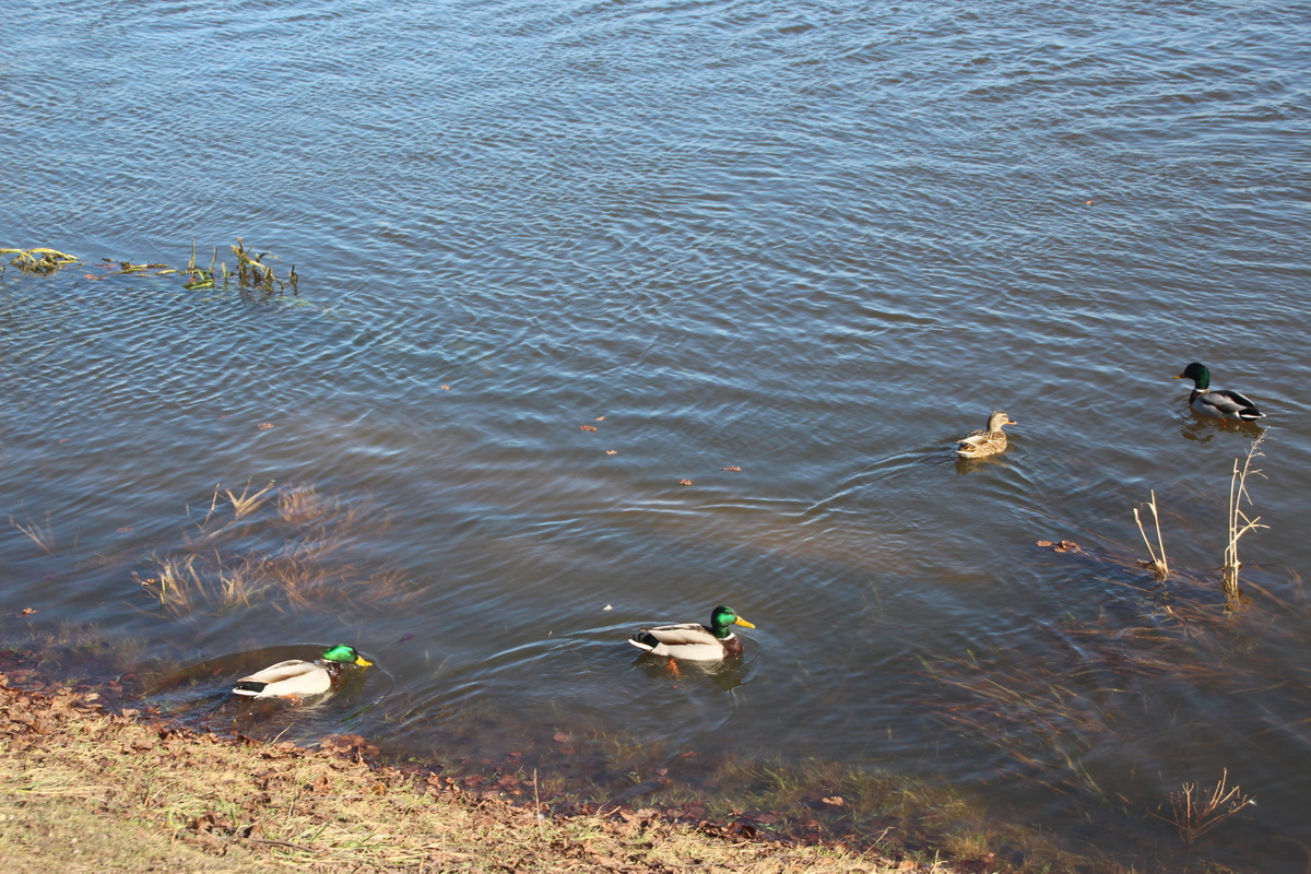 Сезон весенней охоты на гусей и уток начнется в Беларуси 14 марта