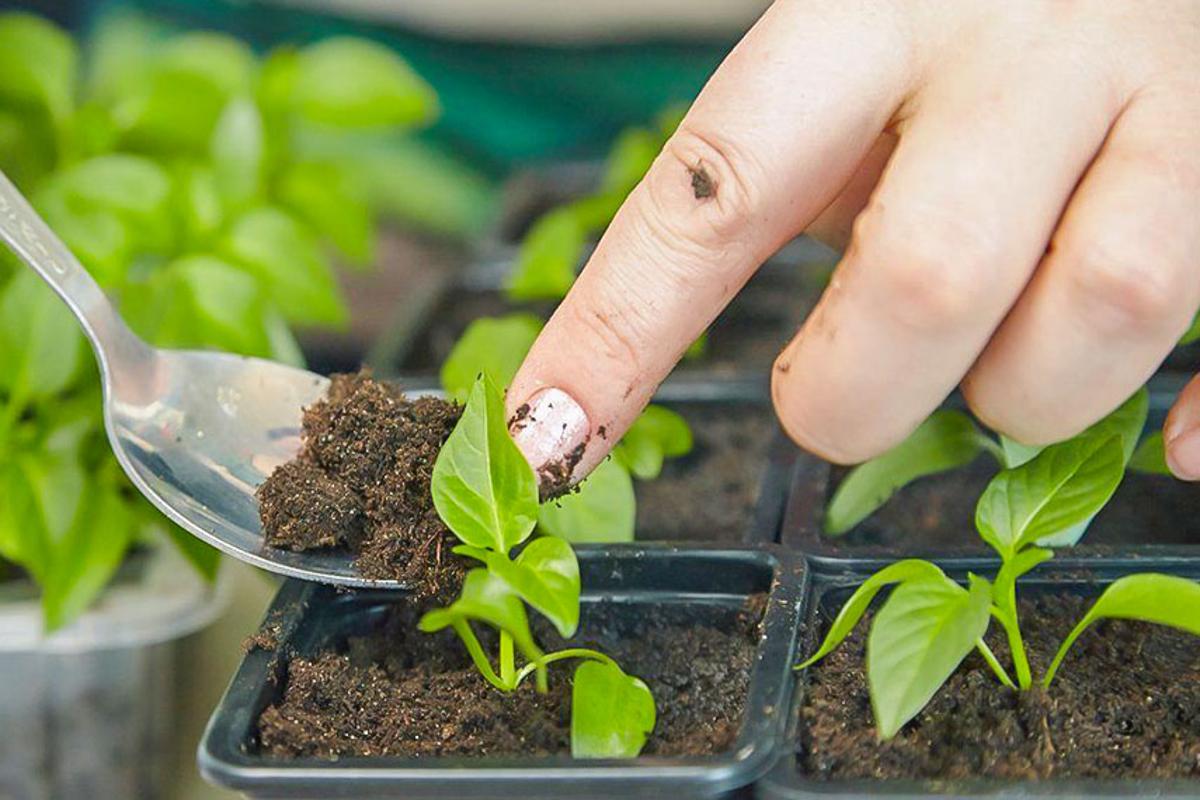 Соседка по даче поделилась хитростью: семена перца всходят почти за сутки